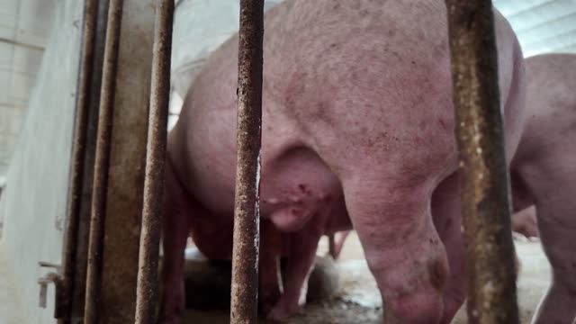 Large Sow Behind Pen Bars