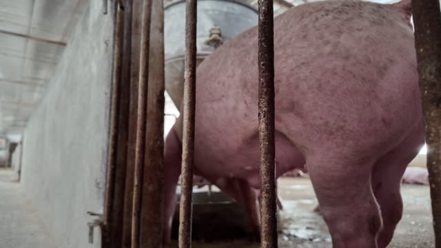 Sow Beside Feed Hopper In Stall