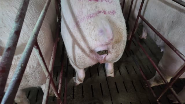 Close-Up Sow In Gestation Crate