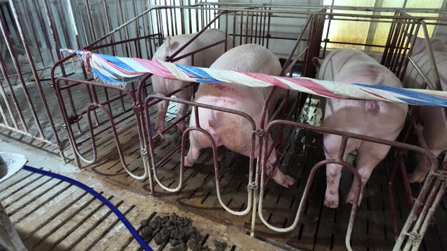 Close-Up Pigs In Metal Crates