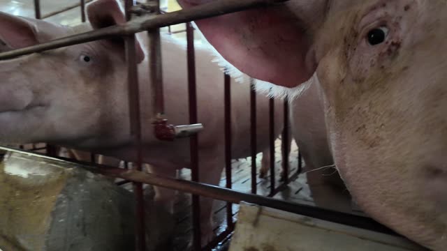 Two Pigs Behind Crate Bars