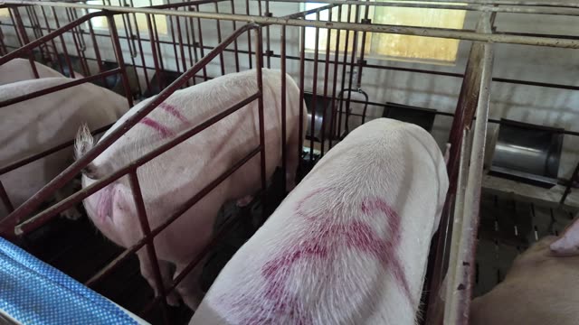 Sows In Gestation Crates