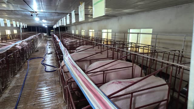 Rows Of Sow Crates