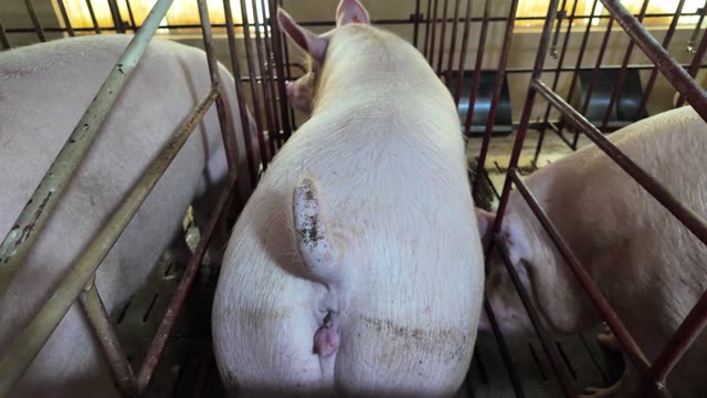 Sow Resting In Crate