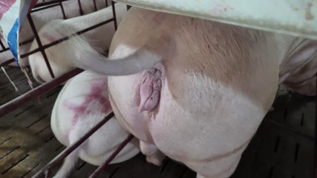Sow Detail In Crate