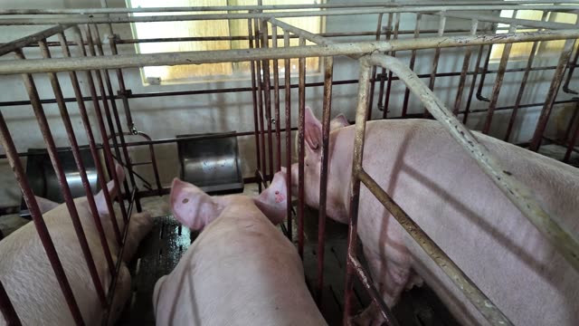 Sows Behind Metal Bars