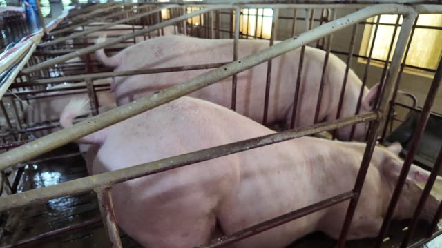 Sows Lying In Crates