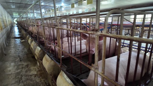 Long Row Of Sows