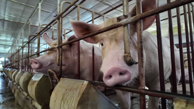 Sows Feeding At Trough