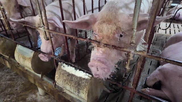 Pigs Eating At Trough