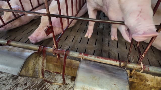 Pigs Feeding At Metal Trough