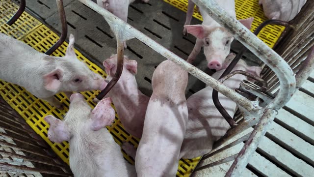 Piglets Feeding At Metal Bars