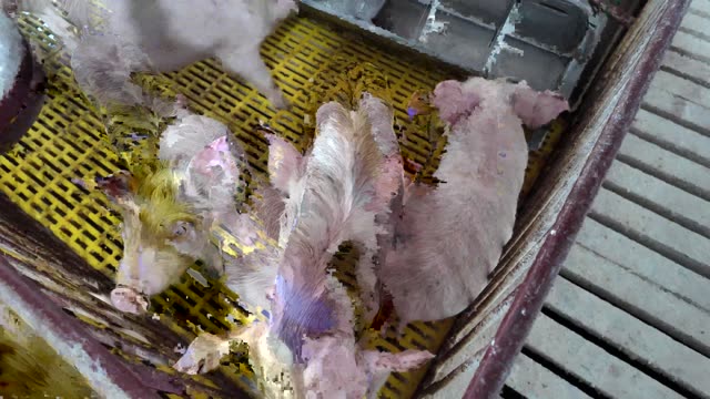 Piglets On Slatted Barn Floor