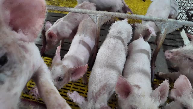 Young Pigs Crowding Together