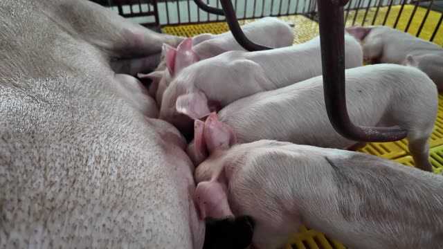 Piglets Nursing From Sow