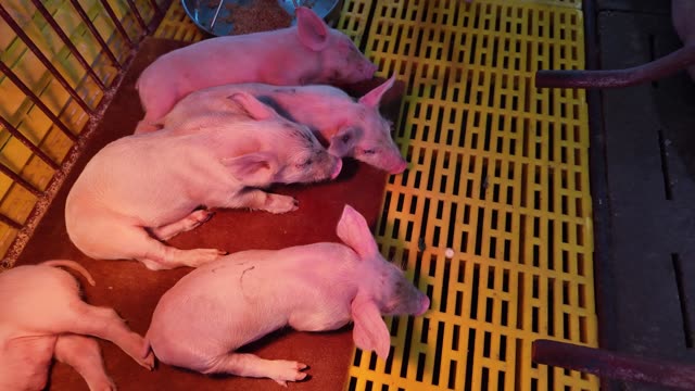 Piglets Resting Under Heat