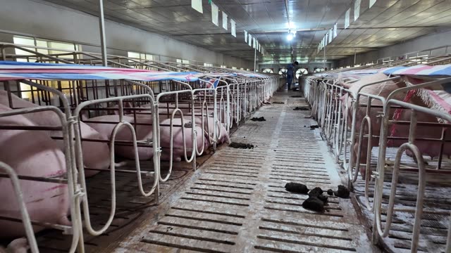 Sows In Gestation Crates