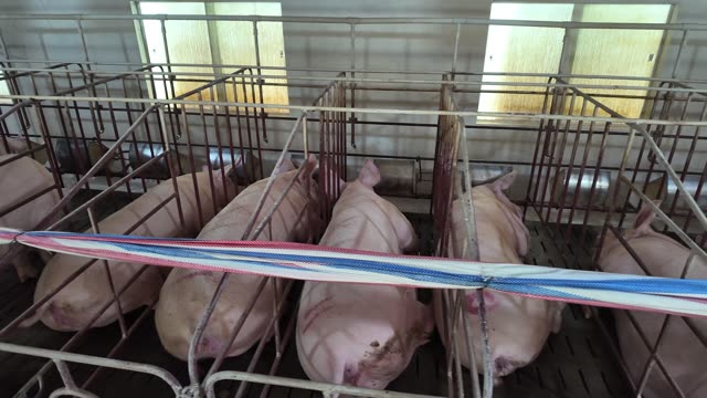 Sows In Gestation Crates