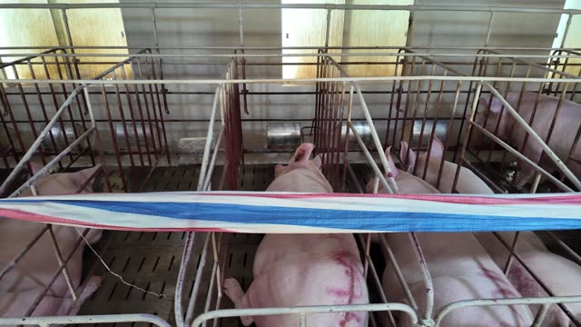 Sows Resting In Crates
