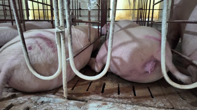 Sows Lying On Slatted Floor