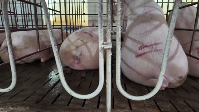 Sow Face In Crate
