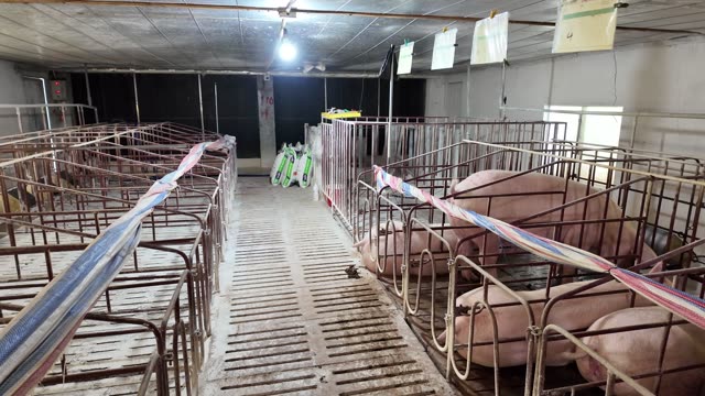 Sow Barn Aisle With Feed