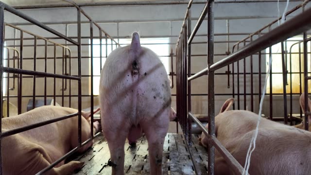 Sow Standing In Its Crate