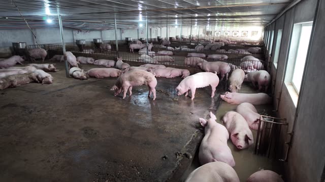 Pigs In Open Barn Pen