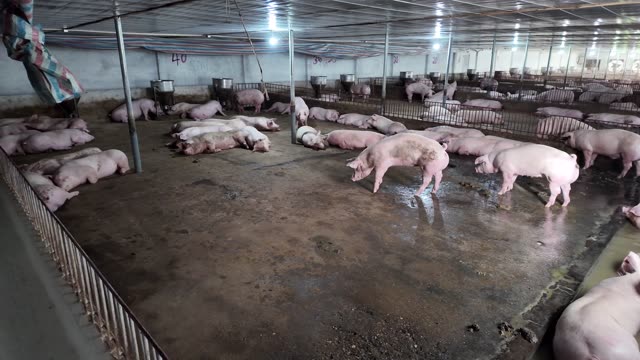 Herd In A Large Pen