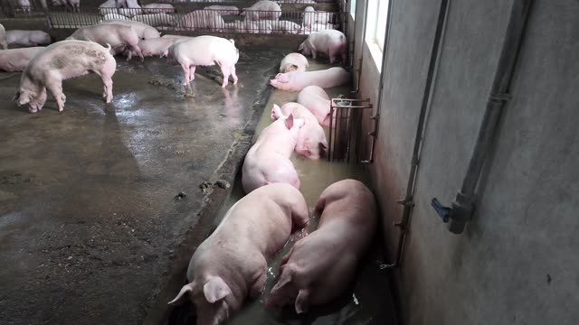 Pigs Cooling By The Wall