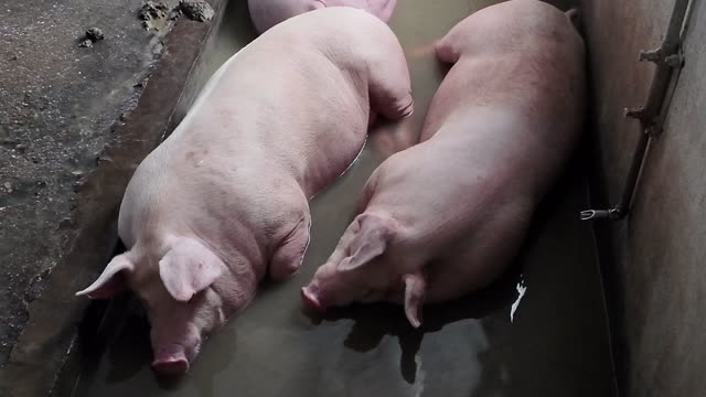 Sows Resting In Water Channel