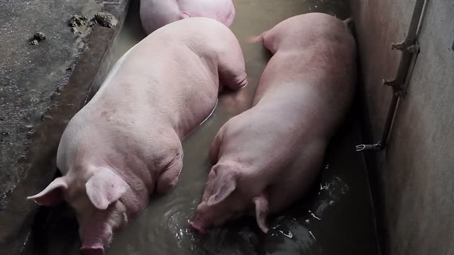 Pigs Lying In Wet Trough