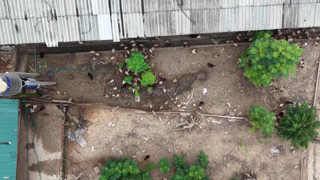Poultry Farm On The Hill 
