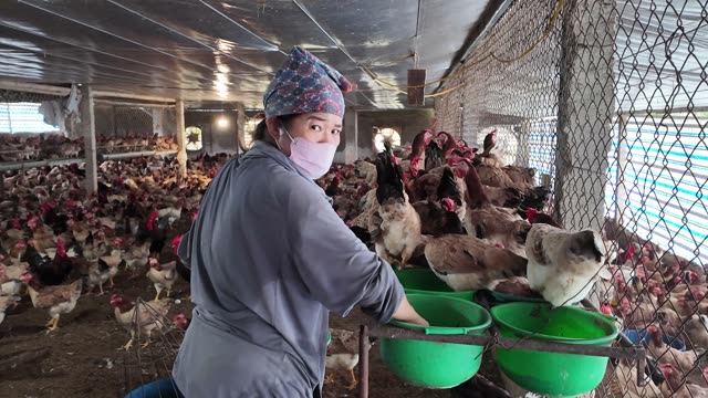Hens In The Poultry Farm