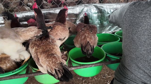 Inside A Chicken Farm Coop