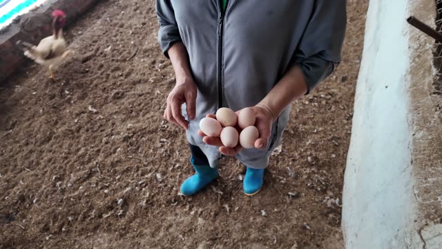 Hens In The Poultry Farm