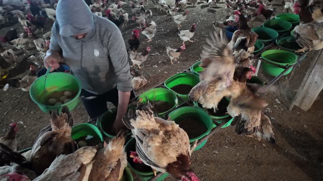 Hens In The Poultry Farm