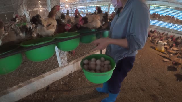 Collecting Eggs At The Chicken Farm