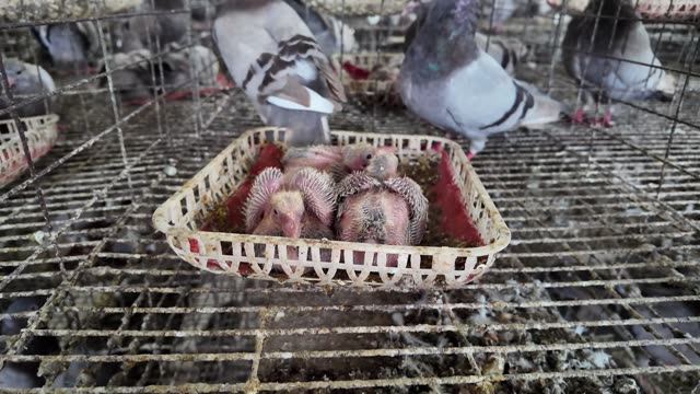 Young Pigeons At The Farm
