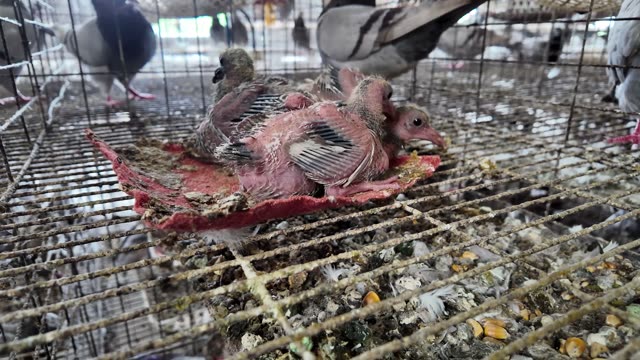 Pigeon Squabs Huddle In Cage
