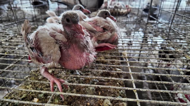 Young Squab Stands On Wire Mesh