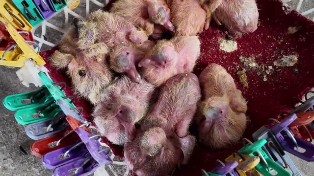 Newborn Squabs On Red Mat