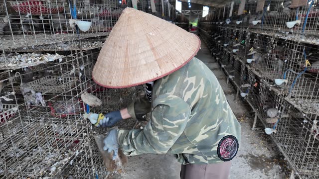 Cleaning Pigeon Coop Troughs