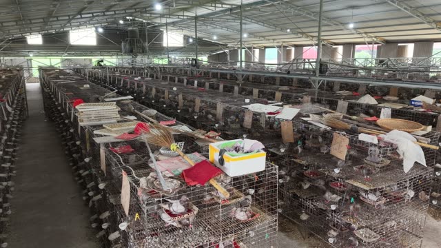 Pigeon Breeding Cages — Shot 2