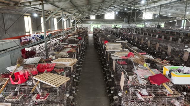 Worker In Pigeon Farm — Shot 1