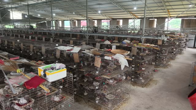 Worker In Pigeon Farm — Shot 2