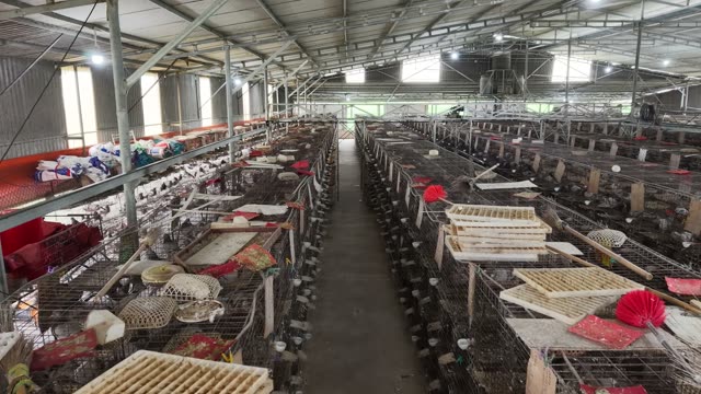 Pigeon Farm Cage Rows — Shot 1