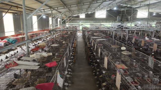 Pigeon Farm Cage Rows — Shot 2