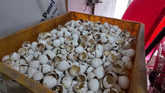 Pigeon Egg Shells In The Nest