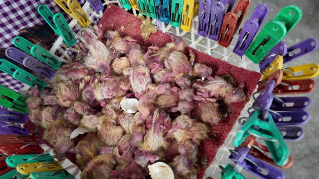 Hatchling Squabs In Drying Rack